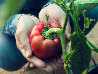 Sweet pepper.
