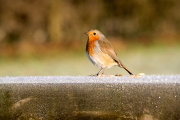 European robin on a frosty stick