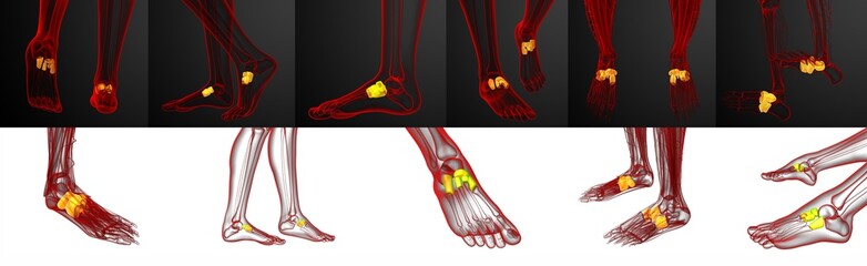 Obraz na płótnie Canvas 3d rendering medical illustration of the midfoot bone