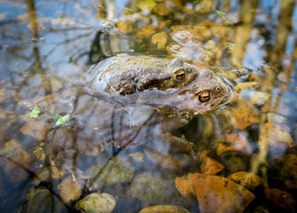 Mating frogs in a wildlife pond