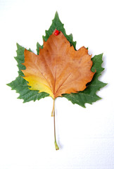 image of a leaves on white background