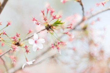 Obraz premium しべざくら