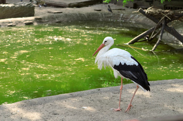 The stork stands on one leg in the zoo. Stork near the green swamp