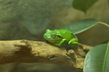 Green frog sits in a terrarium at the zoo