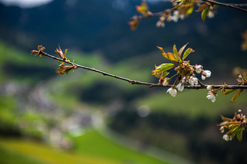 Dolomites flower