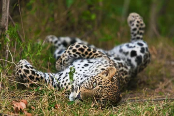 Foto auf Alu-Dibond leopard © gi0572