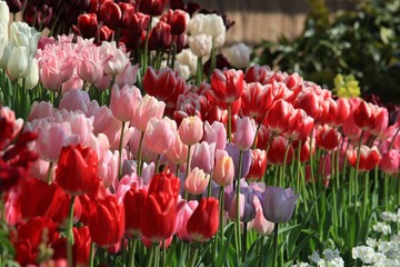 色鮮やかなチューリップ