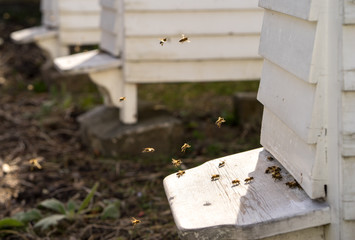 Fototapeta na wymiar White Hives and lots of Bees