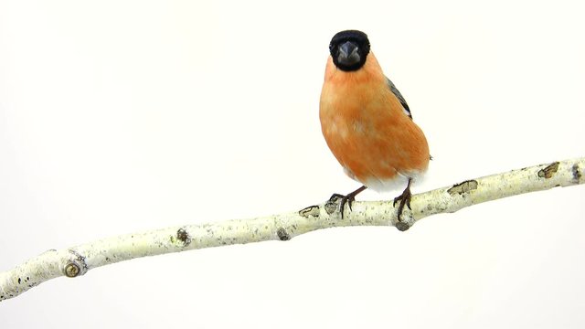 bullfinch on a white screen