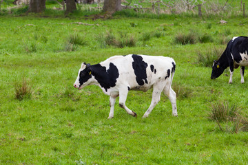 Cow in the field
