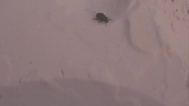 big black beetle with a mustache crawling over rocks and sand