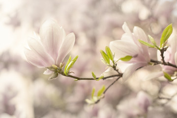 Soft spring background with pink beautiful magnolias