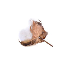 cotton flower on white background