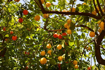 Orangen- und Zitronenbaum in den Gärten des Alcázar in Córdoba