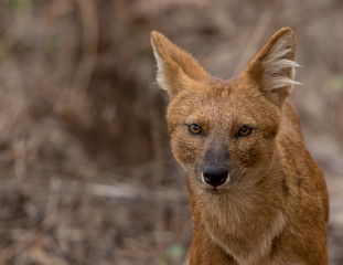 Dhole wild dog headshot taken in Tadoba India