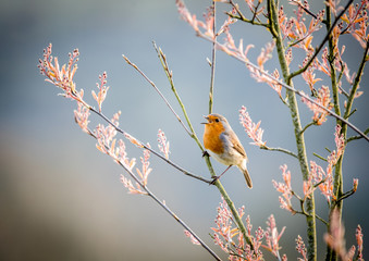 Singing robin in a tree