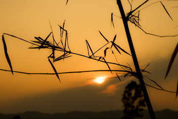 beautiful sunlight sunset for background