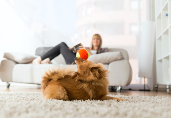 Beautiful young woman with her dog playing with ball at home.