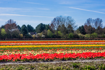 tulip field in the Netherlands. Landscape with tulips
