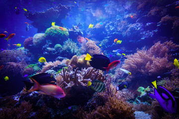 Naklejka na ściany i meble underwater background. Underwater scene. Underwater world. Underwater life landscape