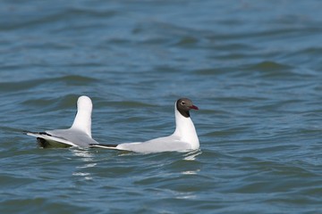 Gulls on the lake