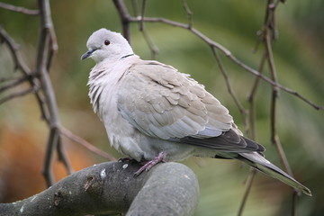 Pigeon