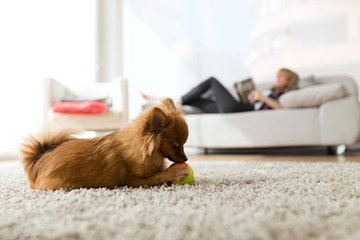 Beautiful young woman with her dog playing with ball at home.