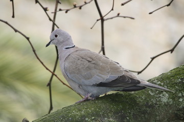 Pigeon