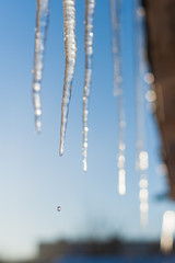 melting spring icicles with water drops in beautiful sunny evening on a blue sky background