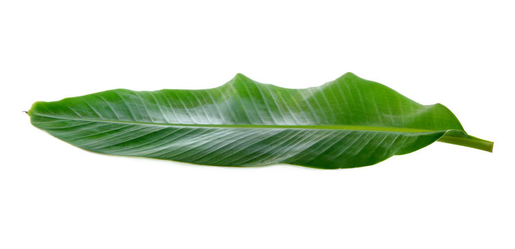Banana Leaf isolated on white background
