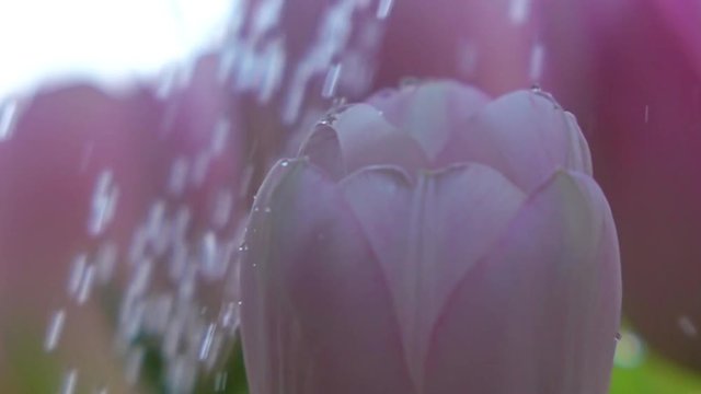 Watering pink tulips. Freshness, care or growth concept. Super slow motion close-up shot