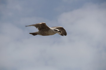 Goeland
