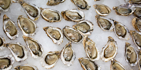 Oysters on the ice background