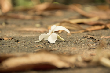 Frangipani flowers fall on the cement floor.