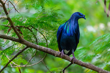Caloenas Nicobarica Bird.