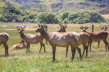 Elk or large deer herd on green background. Green summer New Zealand landscape, farming of deer.