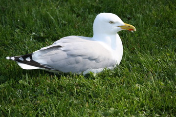 Mouette
