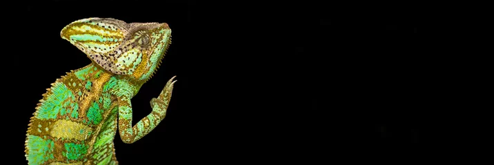 Papier Peint photo Lavable Caméléon Caméléon sur fond noir