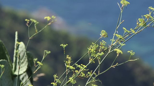 Cactus sul mare