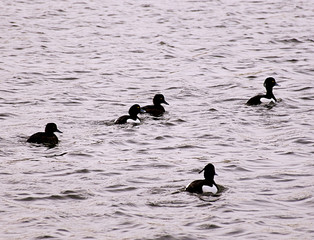 Black and white duck formation, during sunset .