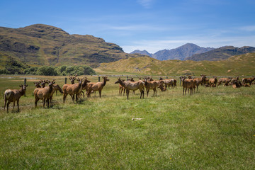 Fototapeta premium Elk or large deer herd on green background. Green summer New Zealand landscape, farming of deer.