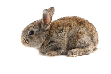 Small brown rabbit, side view,isolated on white
