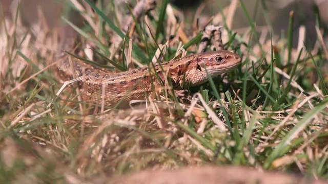 Viviparous lizard (Zootoca vivipara). Lizard in the family Lacertidae sunbathing on branch on Dartmoor, Devon, UK. 