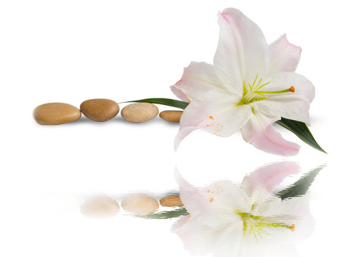 Spa.Lily flower and massage stones with water reflection isolated