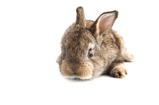 Cute little baby rabbit on white background, isolated