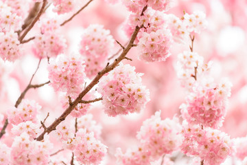 春めき桜
