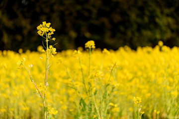 菜の花畑