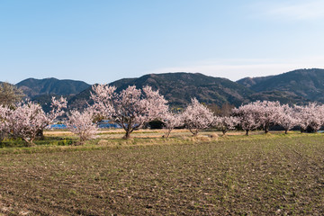 春の情景