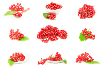 Collage of red berries cluster of guelder rose  over a white background