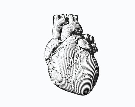 Monochrome engraving human heart illustration
